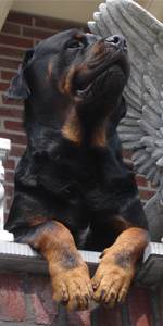 Ik waak voor mijn baas!
