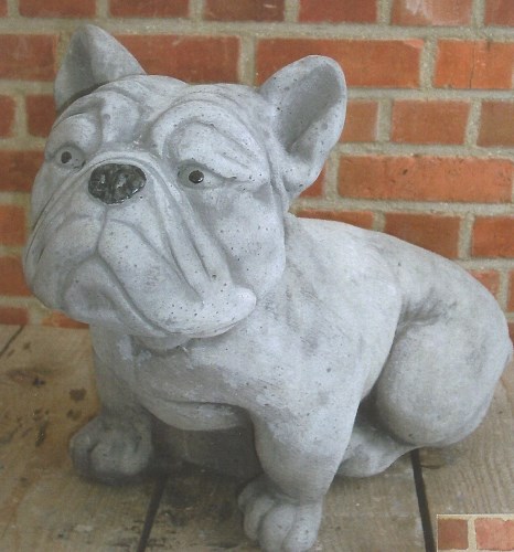 Franse bulldog