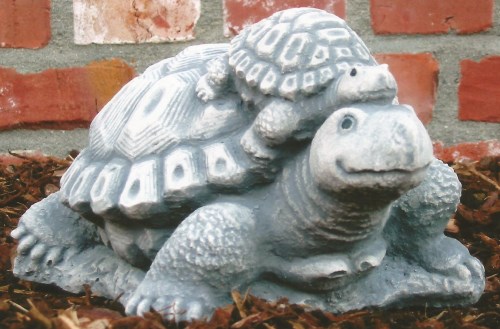 schildpad jong